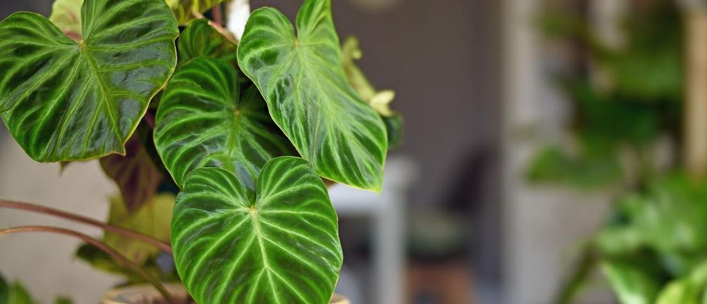 Philodendron_Plants_For_Sale