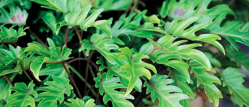 Philodendron_Plants_For_Sale