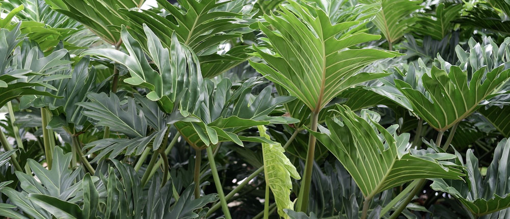 Philodendron_Plants_For_Sale