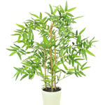 Bamboo Plants For Sale