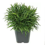 Ground Covering Plants For Sale