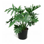 Philodendron
 Plants For Sale