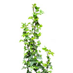 Climbing Plants For Sale