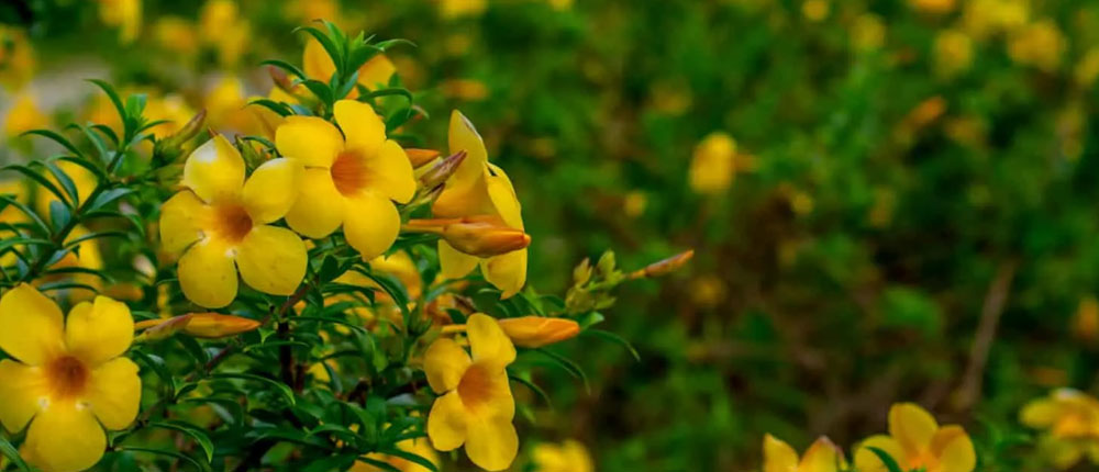 Flowering_Plants_For_Sale